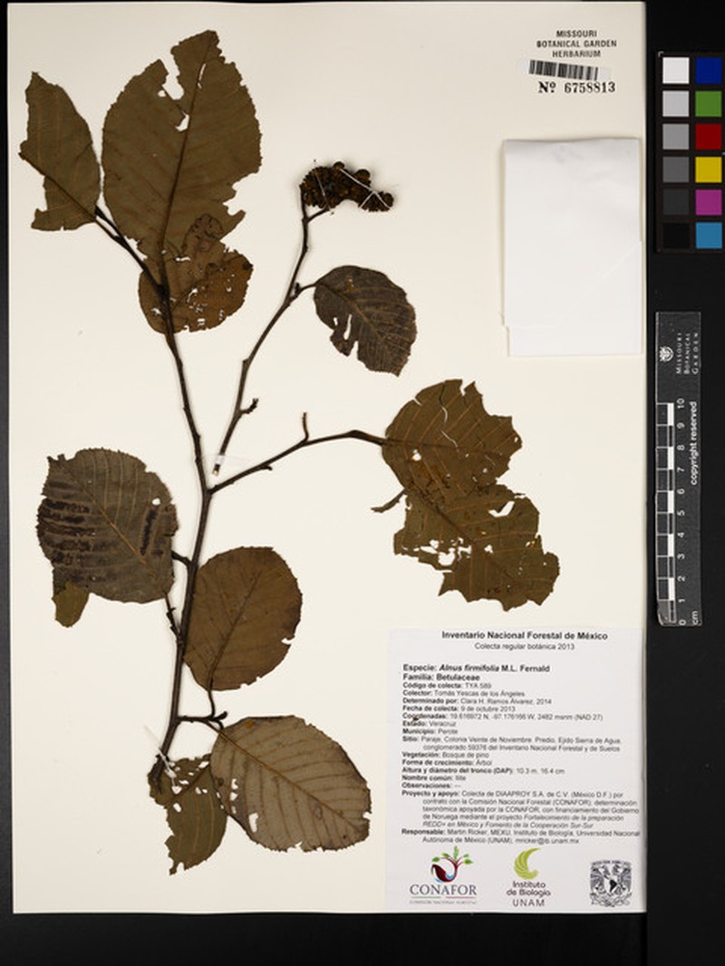 Alnus jorullensis subsp. jorullensis