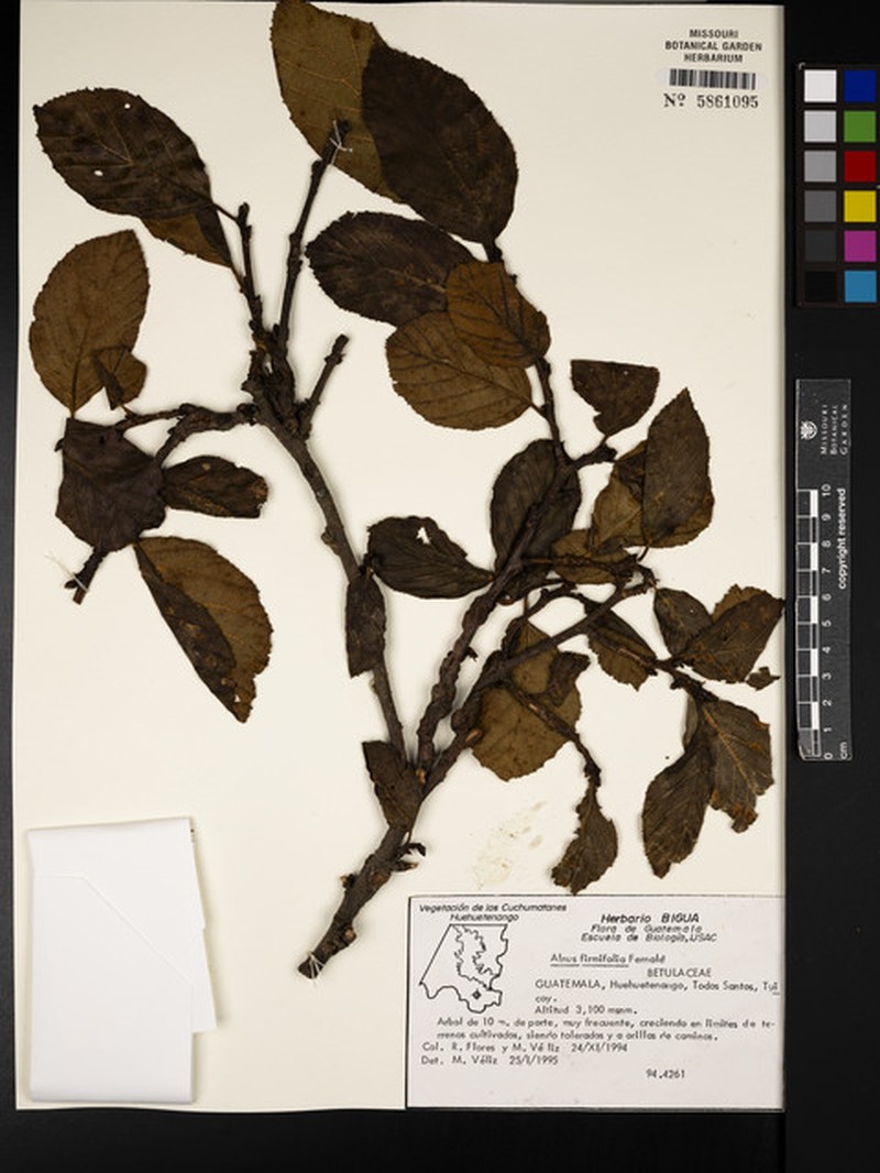 Alnus jorullensis subsp. jorullensis photo 2
