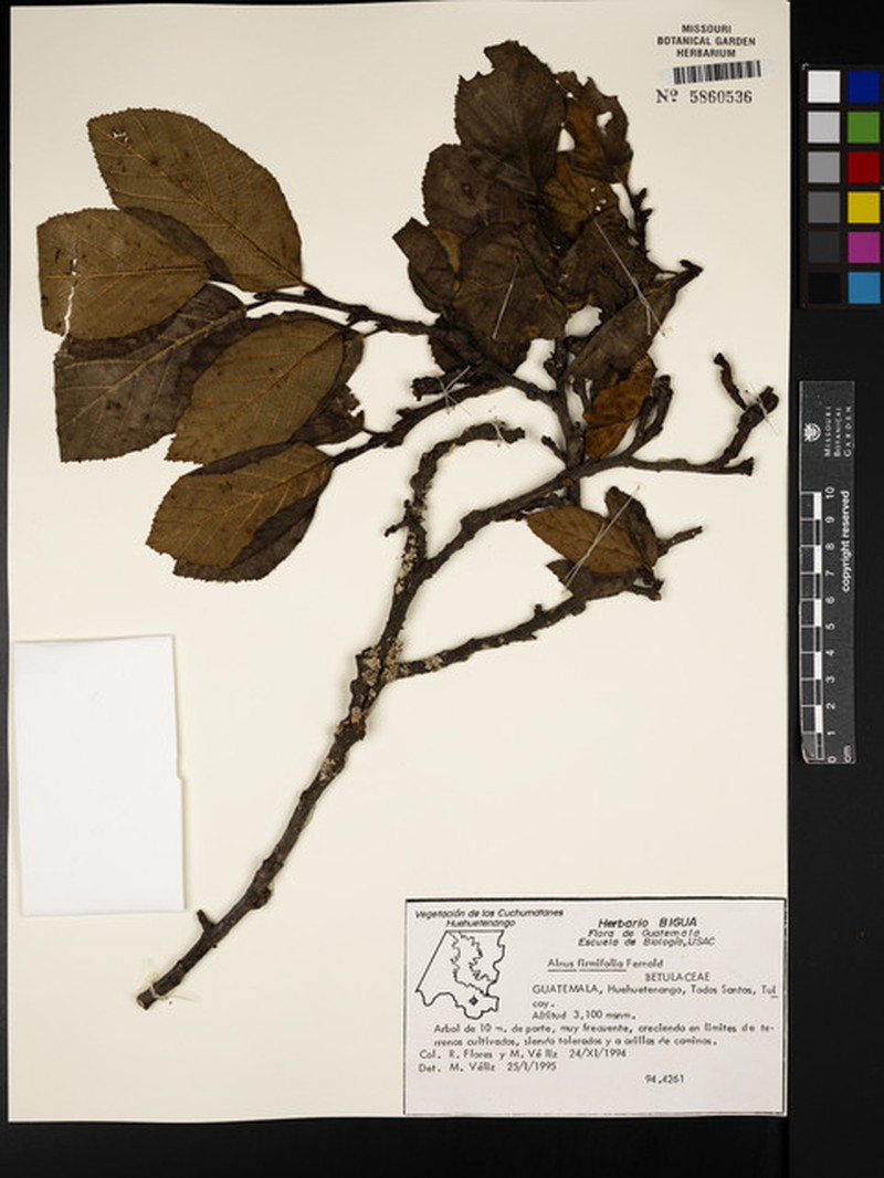 Alnus jorullensis subsp. jorullensis photo 3