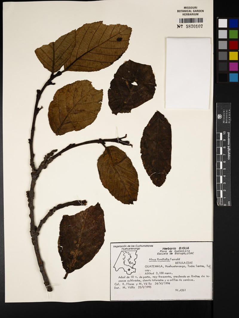 Alnus jorullensis subsp. jorullensis photo 4