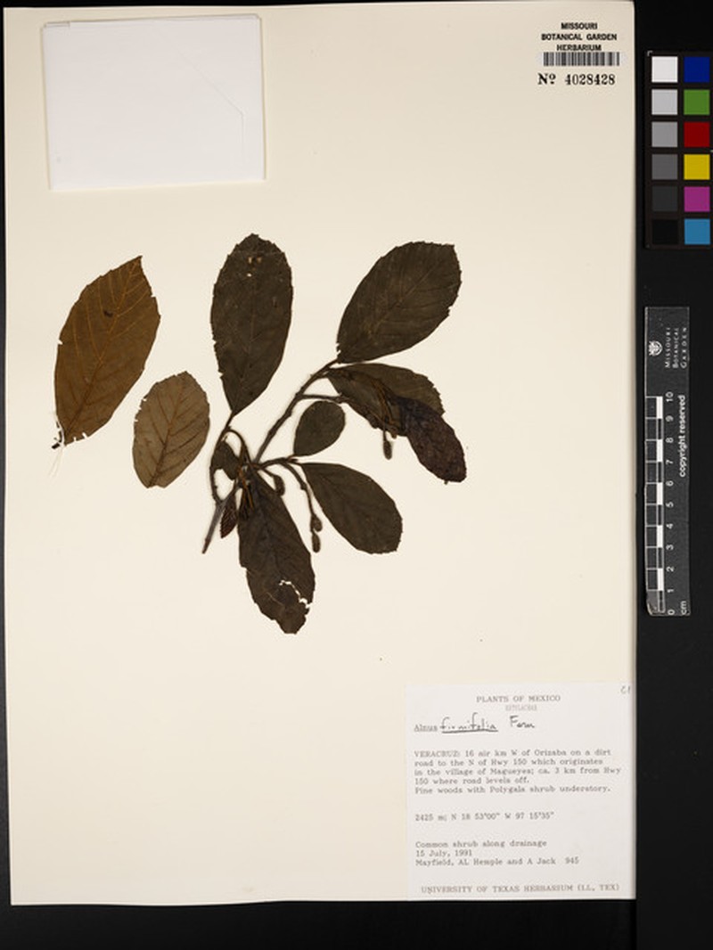 Alnus jorullensis subsp. jorullensis photo 5