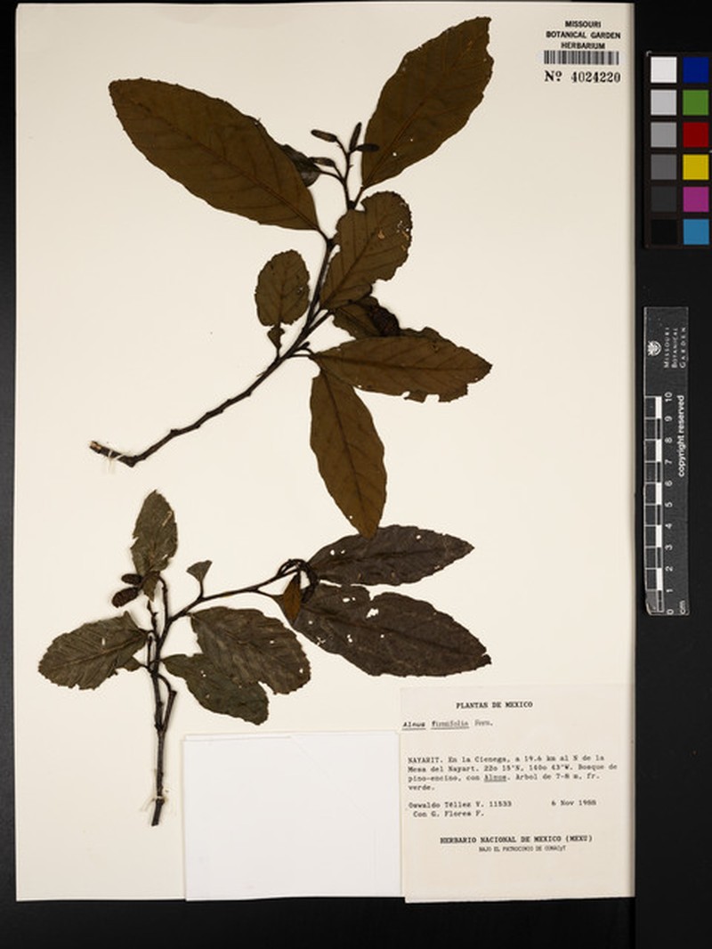 Alnus jorullensis subsp. jorullensis photo 6