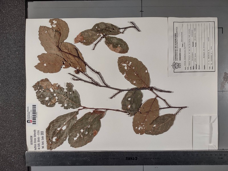 Alnus jorullensis subsp. jorullensis photo 7