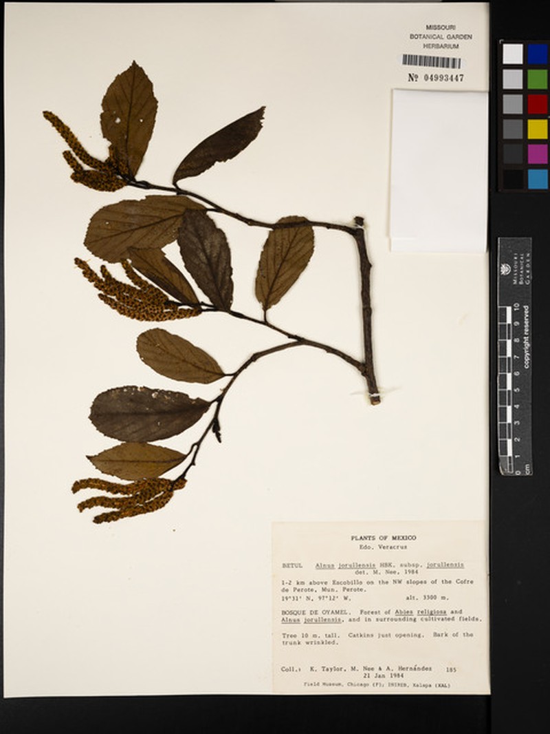 Alnus jorullensis subsp. jorullensis photo 8