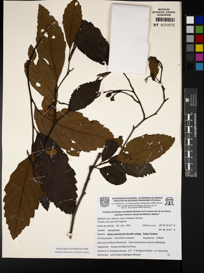 Alnus jorullensis subsp. lutea