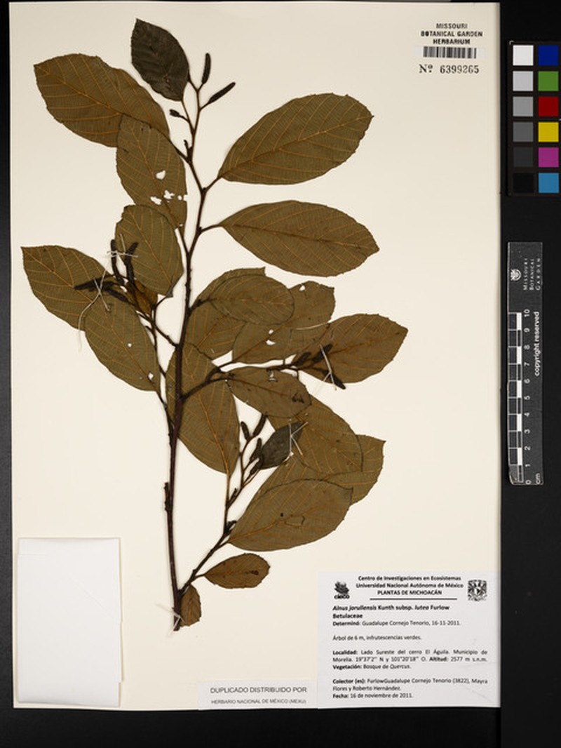Alnus jorullensis subsp. lutea photo 2
