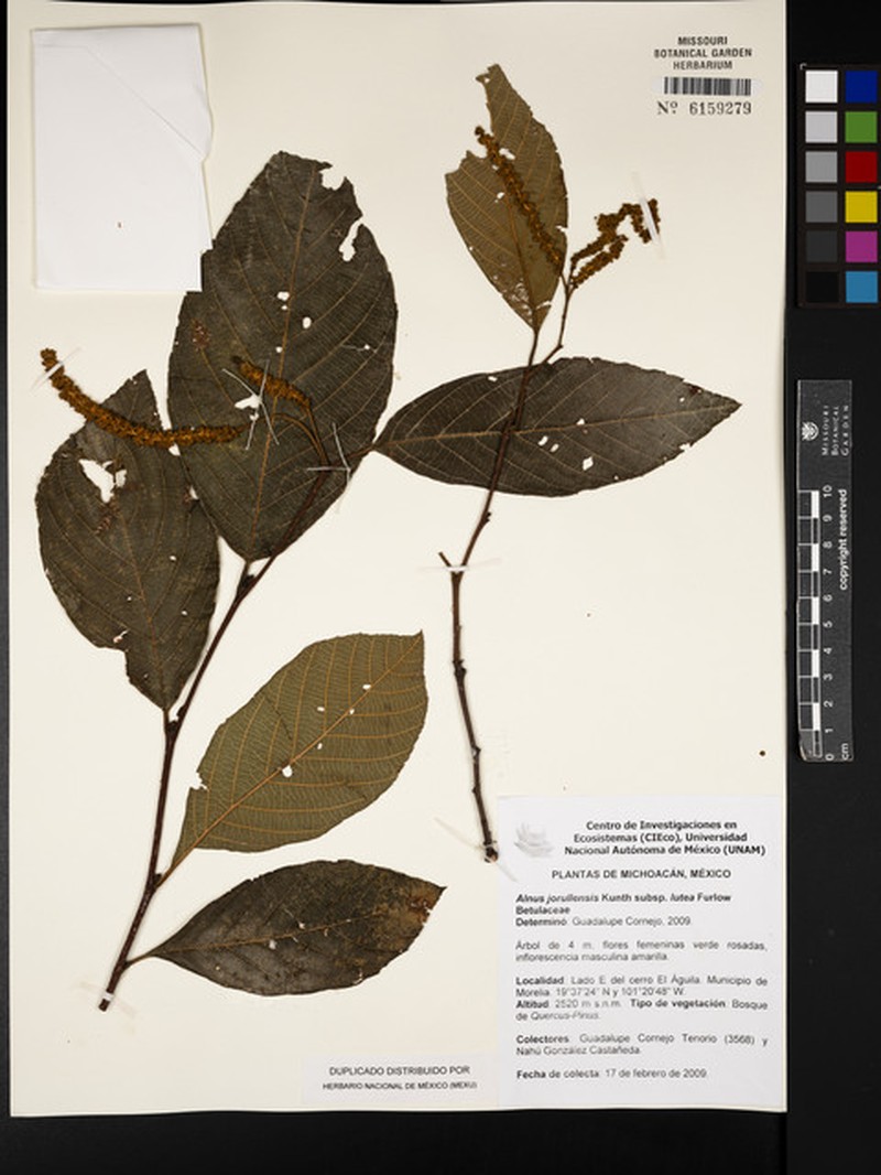 Alnus jorullensis subsp. lutea photo 3