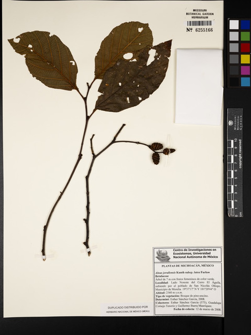 Alnus jorullensis subsp. lutea photo 4