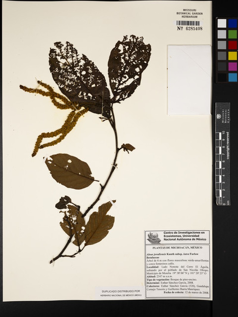 Alnus jorullensis subsp. lutea photo 5