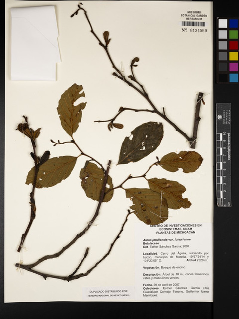 Alnus jorullensis subsp. lutea photo 6