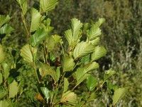 Alnus lusitanica