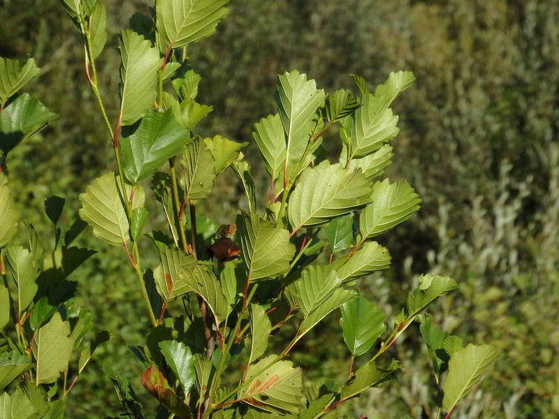 Alnus lusitanica