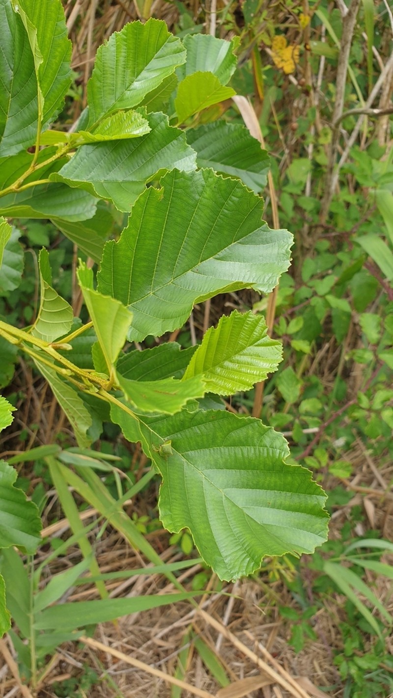 Alnus lusitanica photo 2