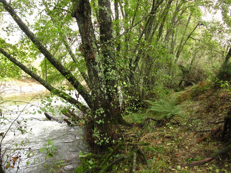 Alnus lusitanica photo 3
