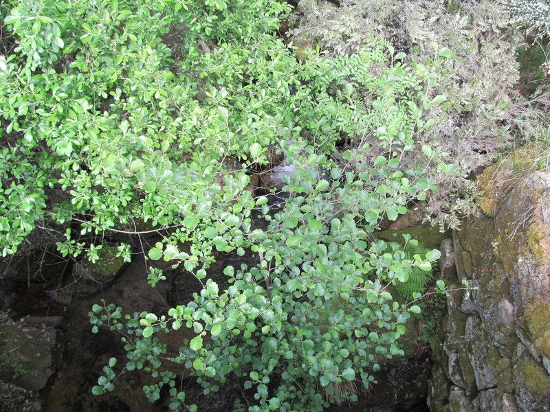 Alnus lusitanica photo 4