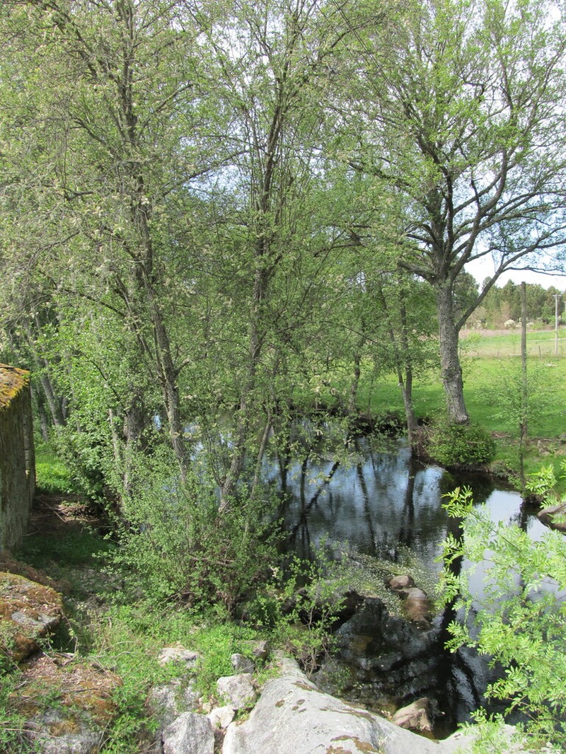 Alnus lusitanica photo 5