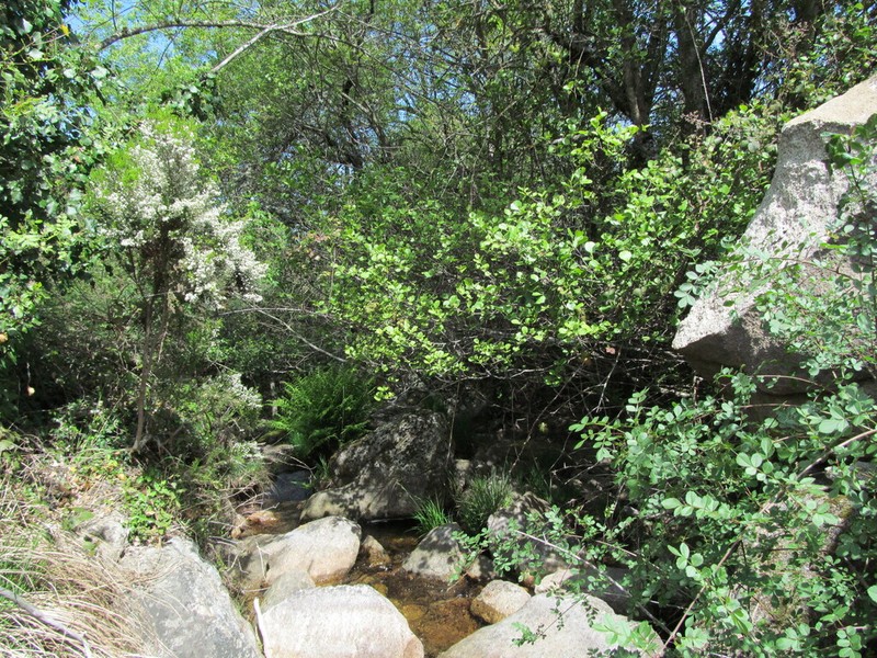 Alnus lusitanica photo 6