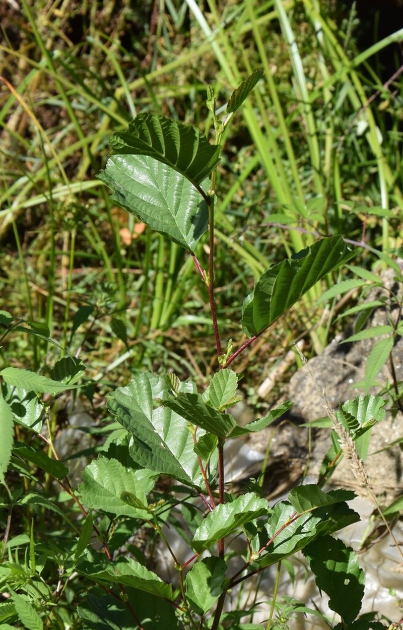 Alnus lusitanica photo 7