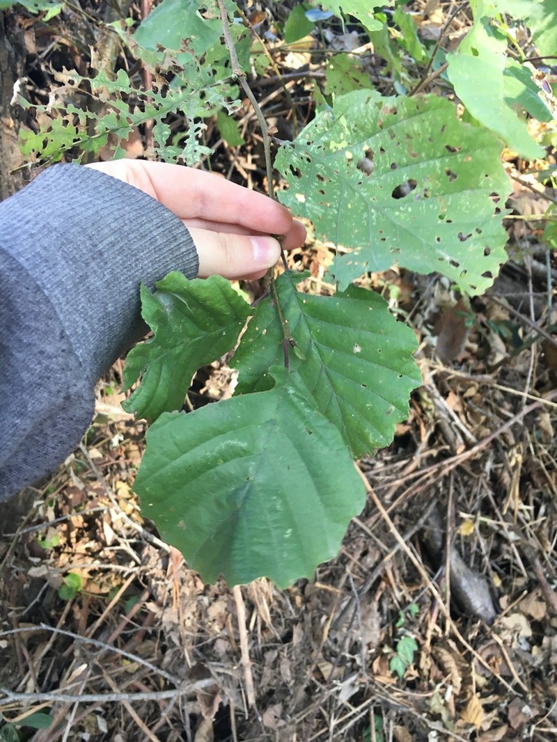 Alnus lusitanica photo 8