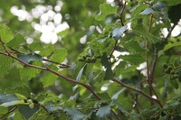 Alnus mandschurica