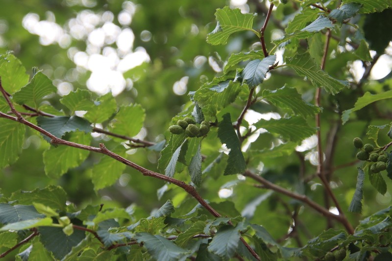Alnus mandschurica