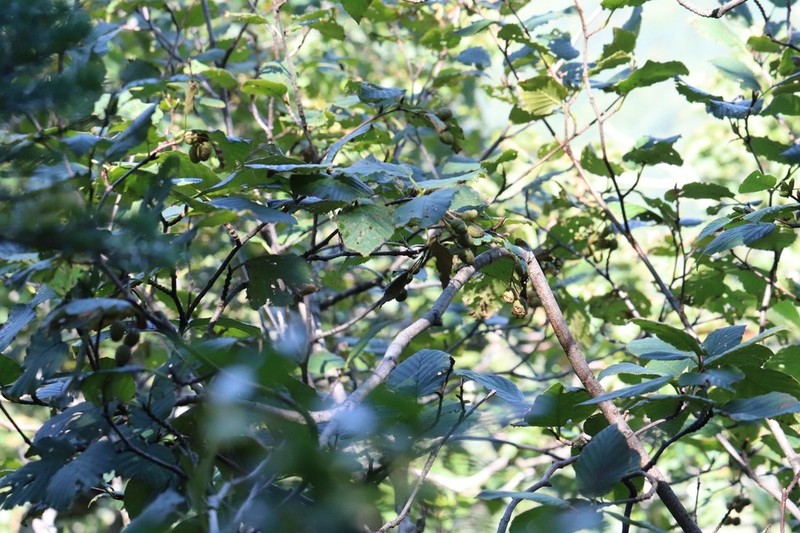 Alnus mandschurica photo 2