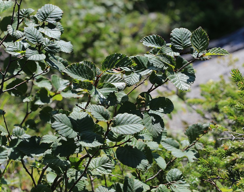Alnus mandschurica photo 3