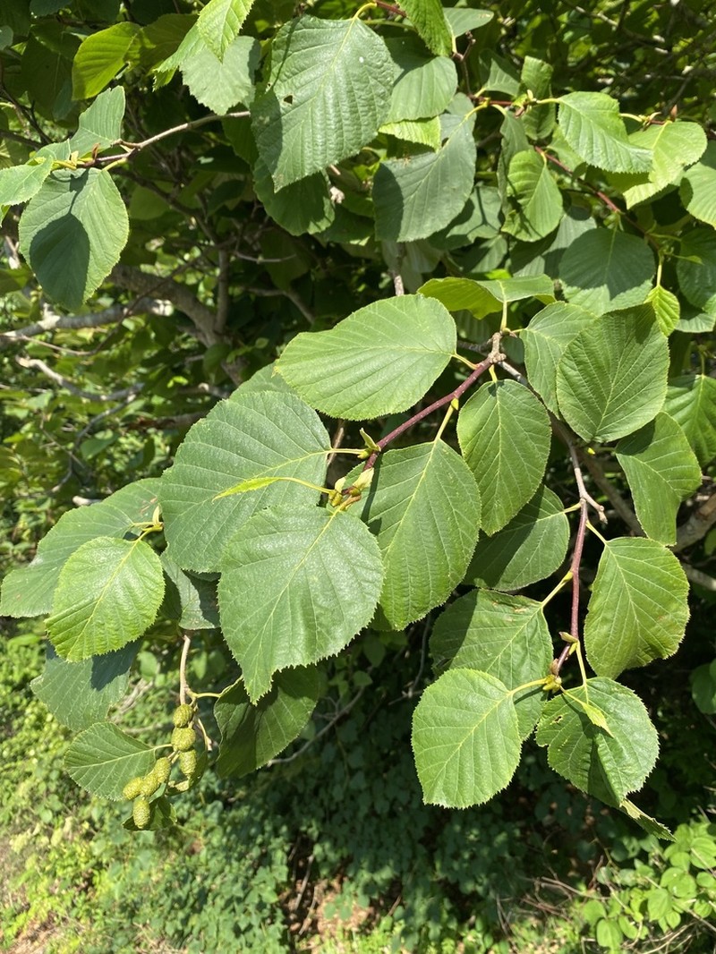 Alnus mandschurica photo 4