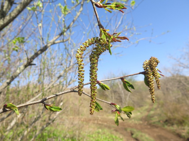 Alnus mandschurica photo 5