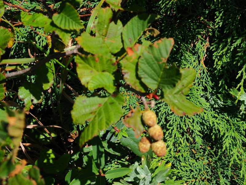Alnus mandschurica photo 6