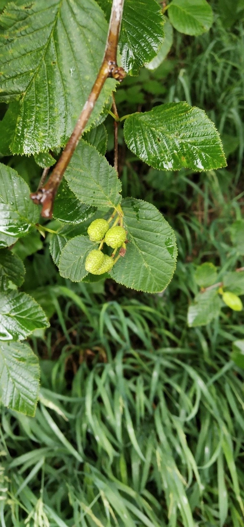 Alnus mandschurica photo 7