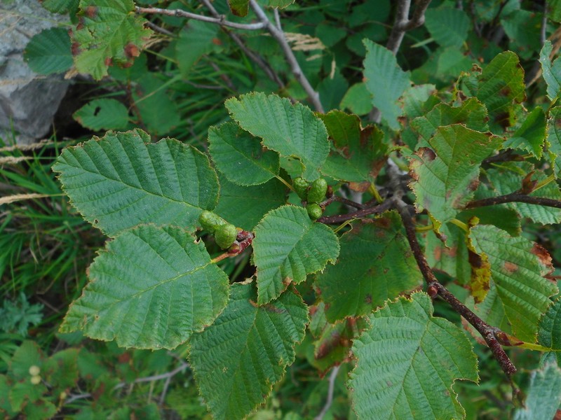 Alnus mandschurica photo 8