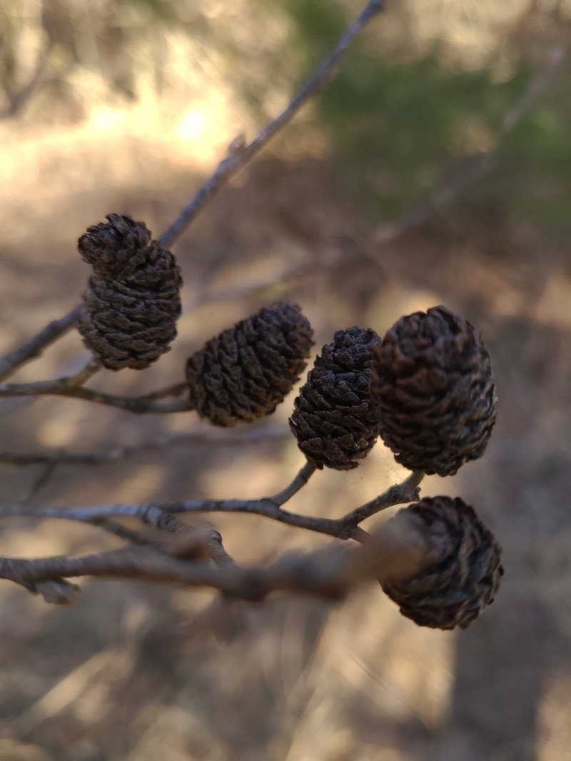 Seaside Alder photo 3