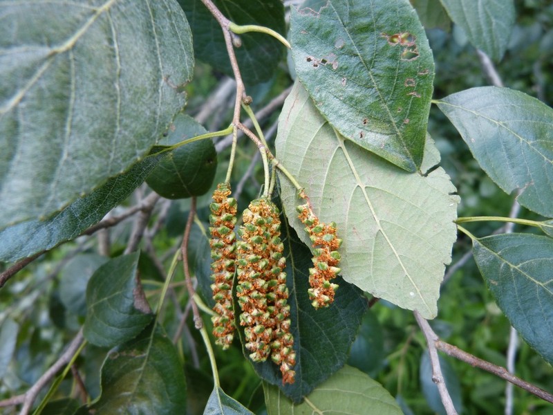 Seaside Alder photo 4