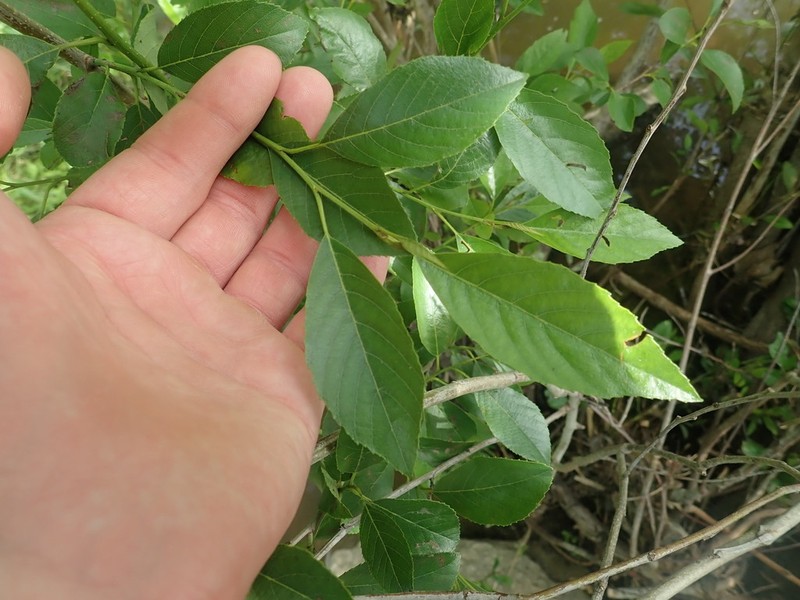 Seaside Alder photo 7