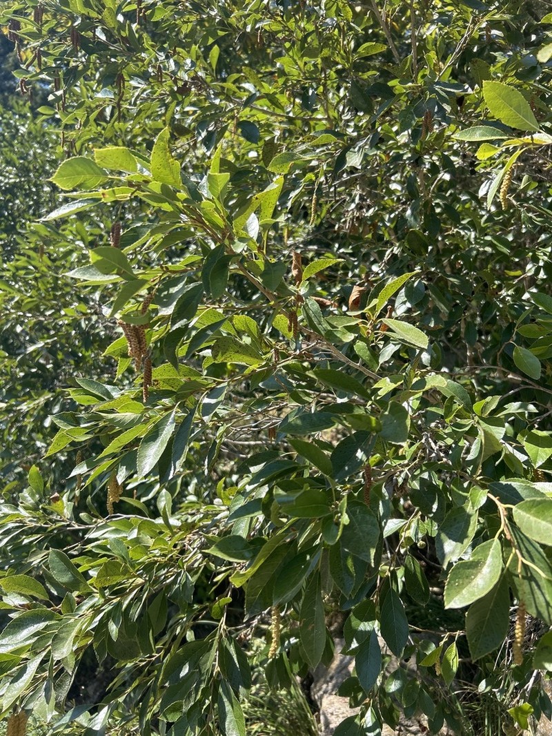 Seaside Alder photo 8