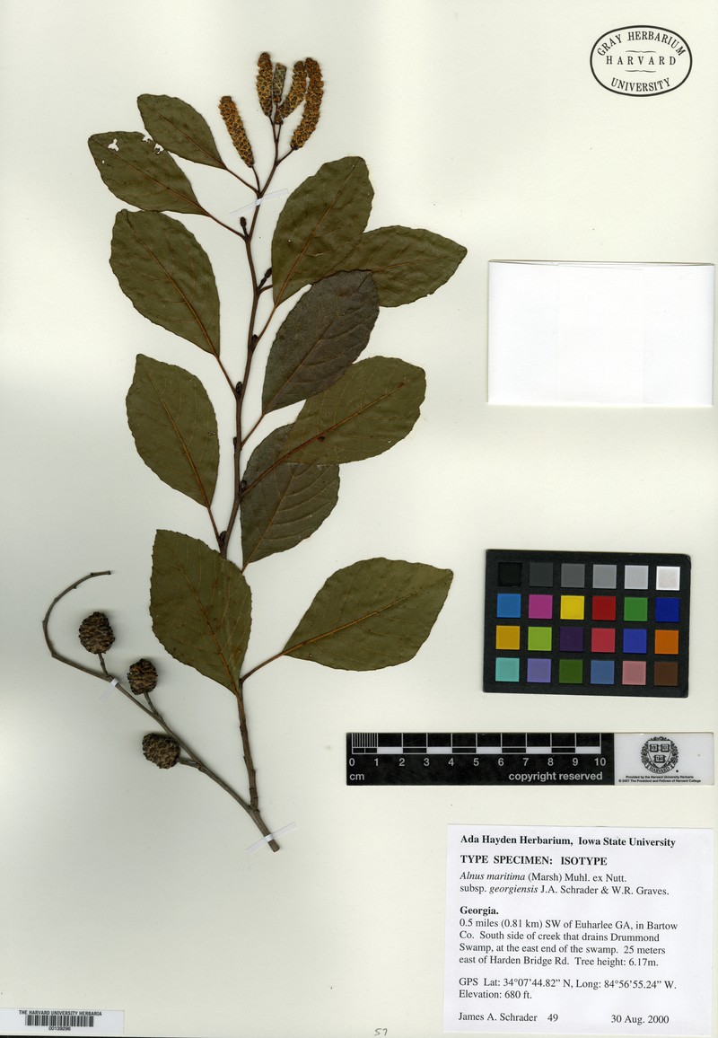 Alnus maritima subsp. georgiensis photo 4