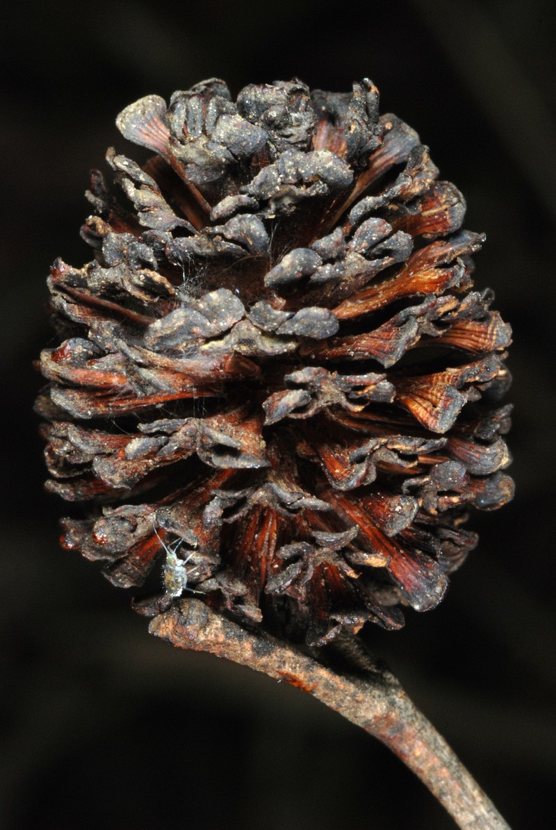 Alnus maritima subsp. georgiensis
