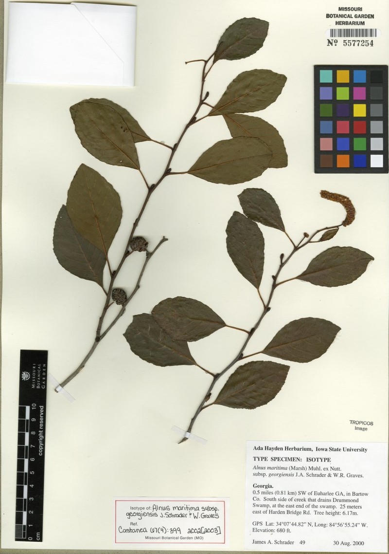 Alnus maritima subsp. georgiensis photo 2