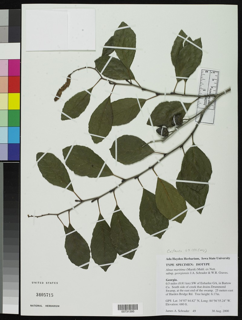 Alnus maritima subsp. georgiensis photo 3
