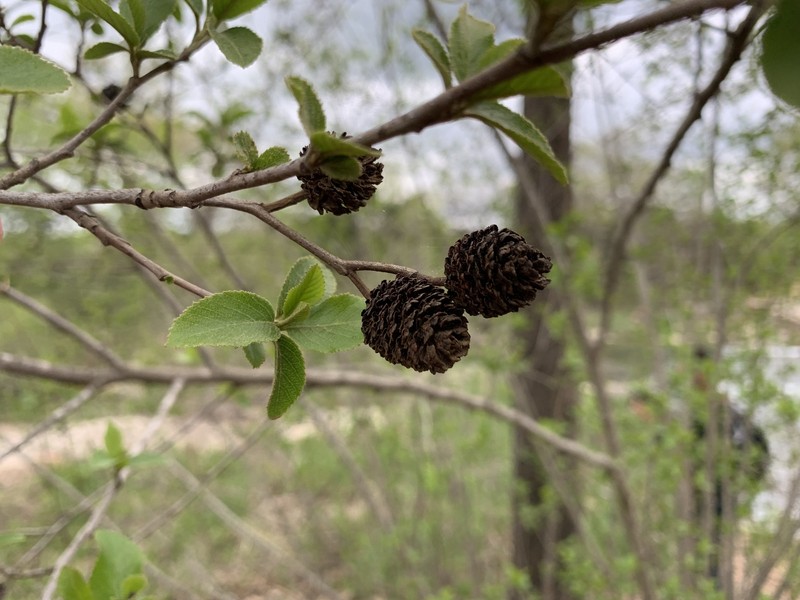 Alnus maritima subsp. oklahomensis photo 2