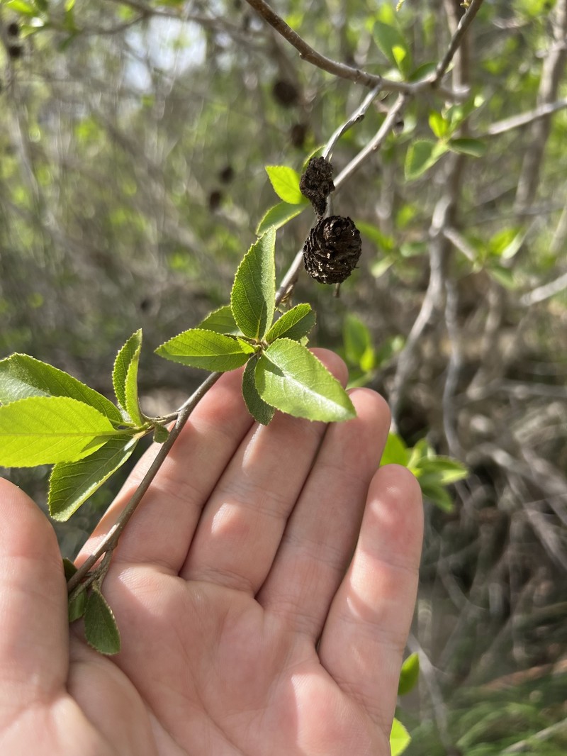 Alnus maritima subsp. oklahomensis photo 3