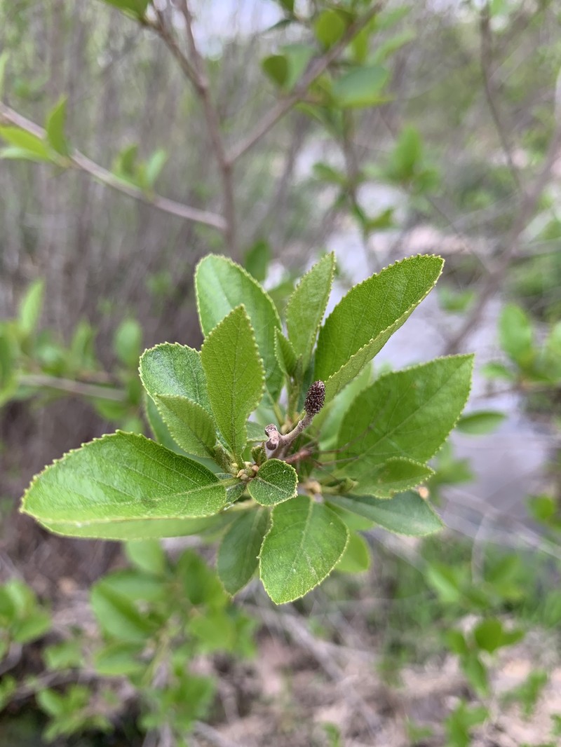 Alnus maritima subsp. oklahomensis photo 4