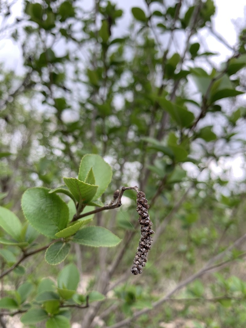 Alnus maritima subsp. oklahomensis photo 5