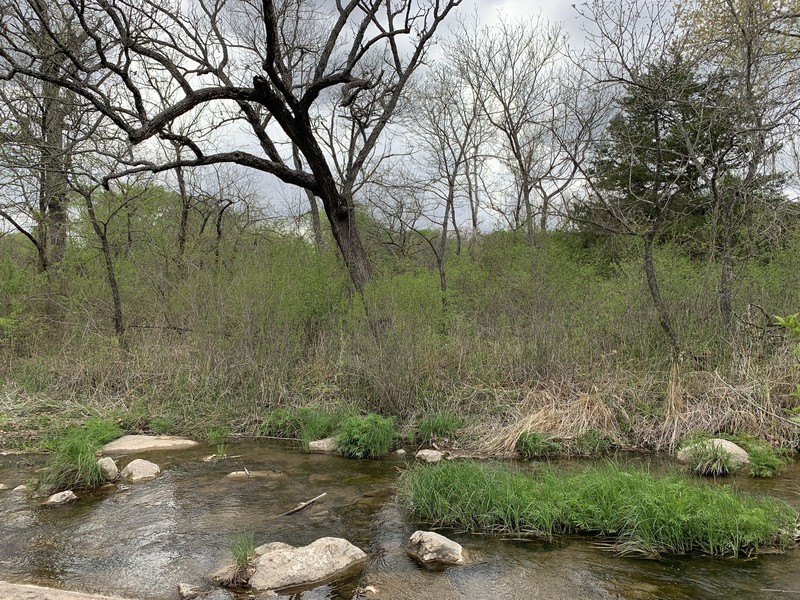 Alnus maritima subsp. oklahomensis photo 6