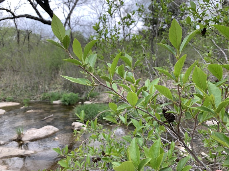 Alnus maritima subsp. oklahomensis photo 7