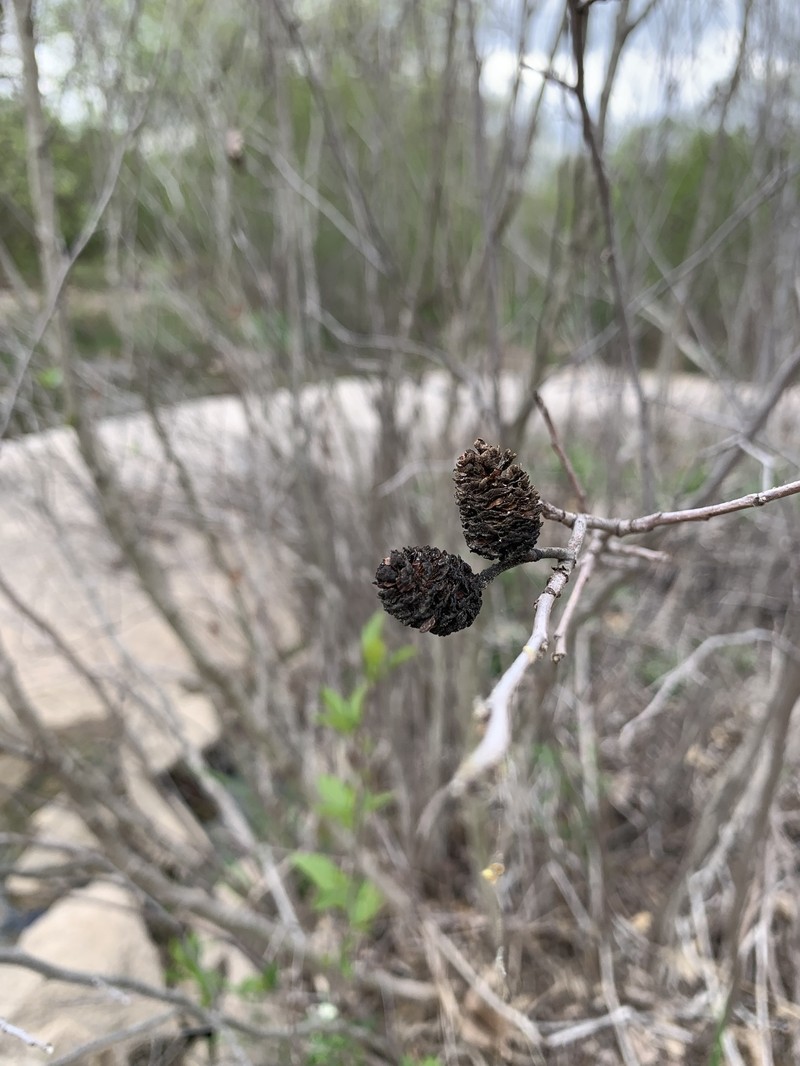 Alnus maritima subsp. oklahomensis photo 8