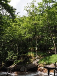 Alnus matsumurae
