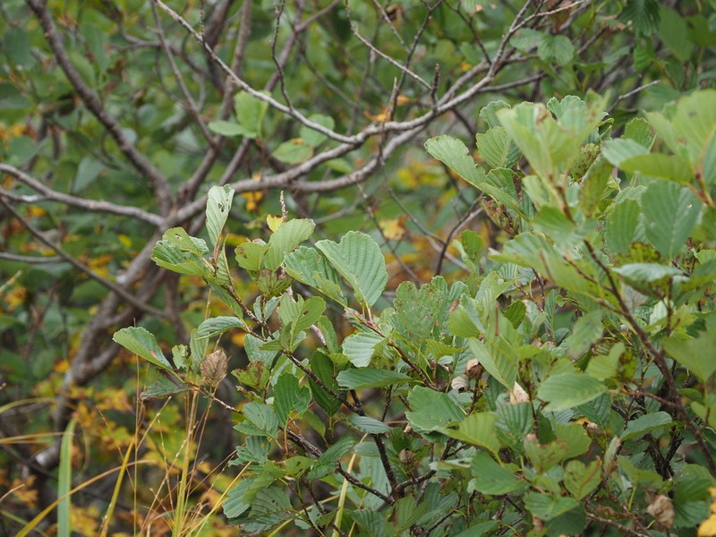 Alnus matsumurae photo 2
