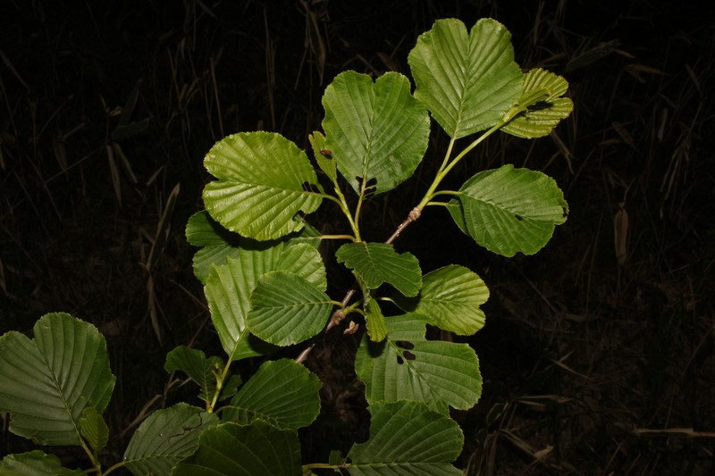 Alnus matsumurae photo 3